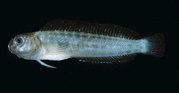 Image of Japanese Blenny