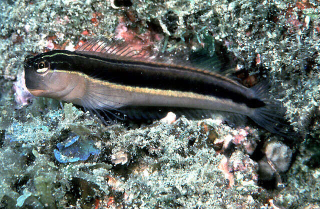 Image of Linear Blenny