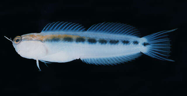 Image of Linear Blenny