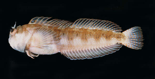 Imagem de Mimoblennius