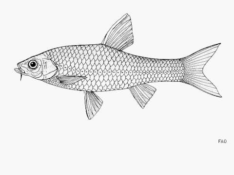 Image of Straightfin Barb