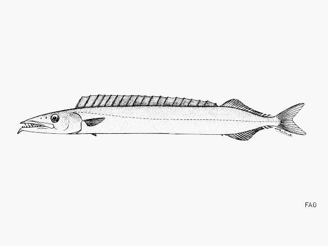 Image of Black Barracouta