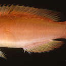 Image of Long-tailed wrasse