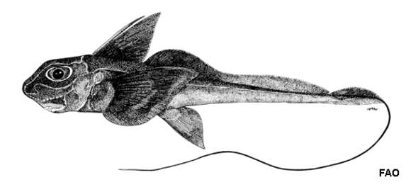 Image of Philippine chimaera