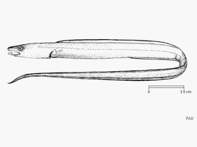 Image of Uroconger