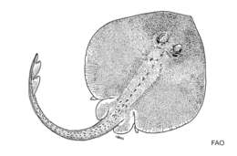 Rajella fuliginea (Bigelow & Schroeder 1954)的圖片