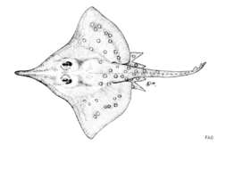 Image of Longnosed Skate