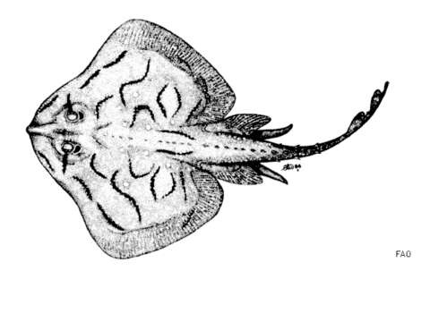 Image of Painted ray or Undulate ray