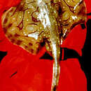 Image of Painted ray or Undulate ray