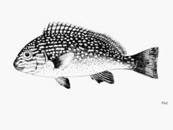 Image of Lemon sweetlips