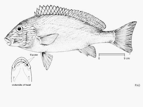 Image of Lemon sweetlips