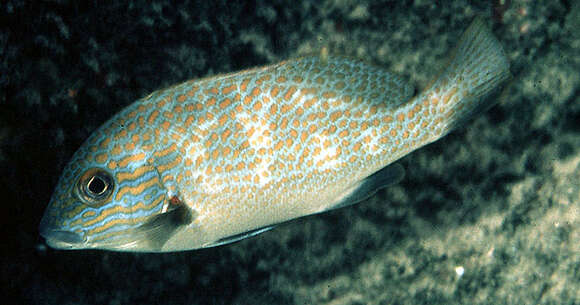 Image of Lemon sweetlips