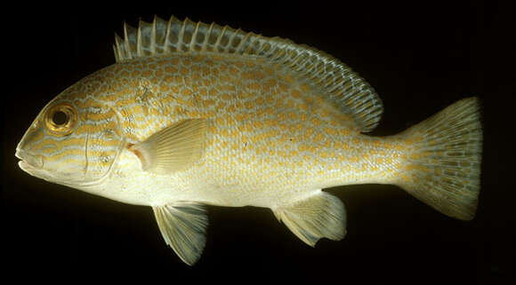 Image of Lemon sweetlips