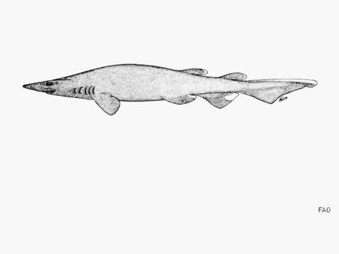 Image of Brown Catshark