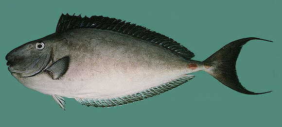 Image of Horseface Unicornfish