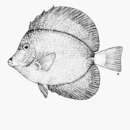 Image of Gem Surgeonfish