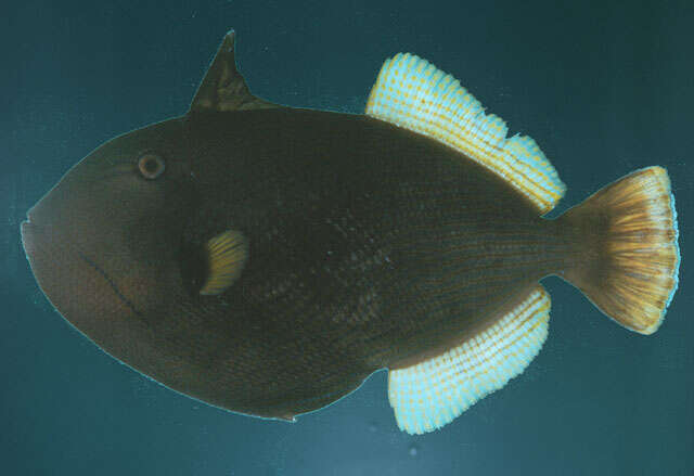 Image of Indian triggerfish