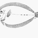Image of Broadbrow flounder