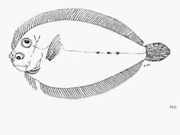 Image of Broadbrow flounder