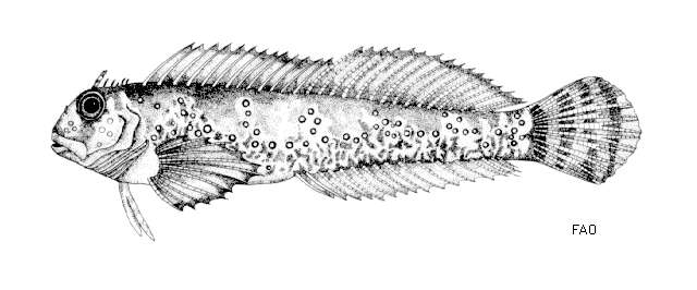 Plancia ëd Coryphoblennius