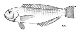 Image of Ribbed tilefish