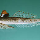 Image of Marley&#39;s dragonet