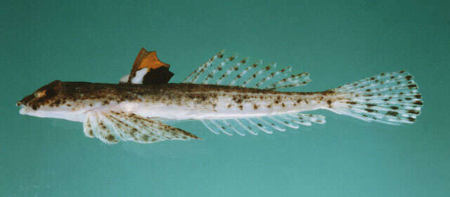 Image of Marley&#39;s dragonet