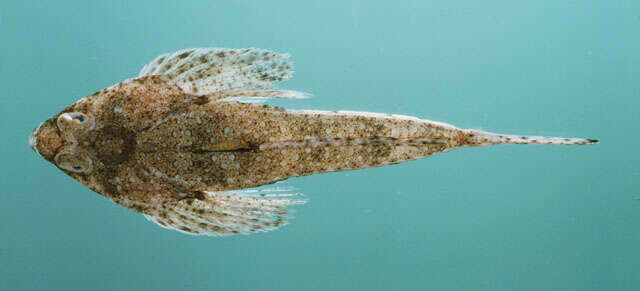 Image of Marley&#39;s dragonet