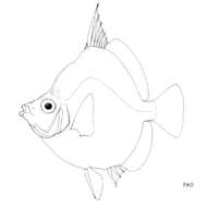 Image of Boarfish