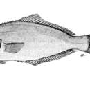 Image of Obscure driftfish