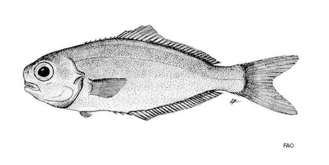Image of Psenopsis