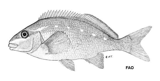 Image of Butterfish