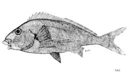 Image of Natal fingerfin