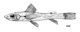 Sivun Chlorophthalmus punctatus Gilchrist 1904 kuva