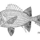 Image of East indian soldierfish
