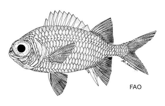 Plancia ëd Myripristis trachyacron Bleeker 1863