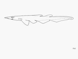 Image of Smallbelly Catshark