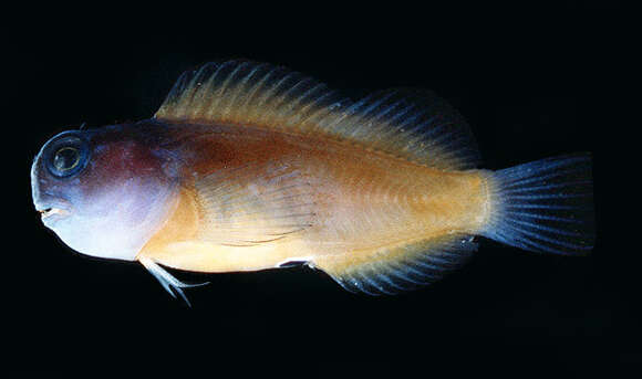 Image of Blackspot coralblenny