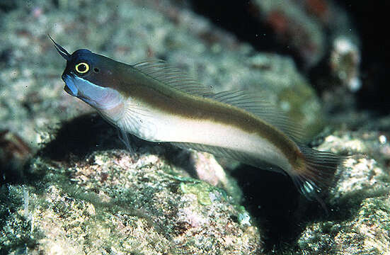 Image of Java combtooth-blenny