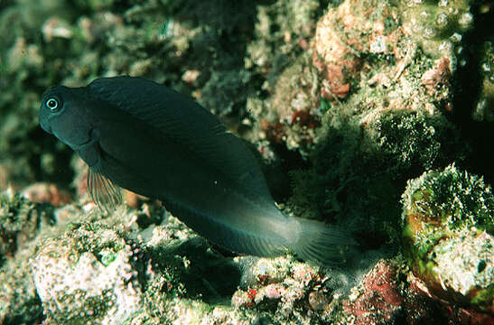 Image of Black Comb-tooth