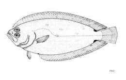 Imagem de Citharoides macrolepis (Gilchrist 1904)