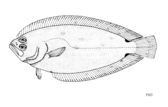 Image of Common largescale flounder