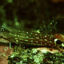 Image of Monocle coralblenny