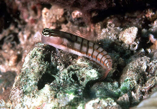 Image of Twocoat coralblenny