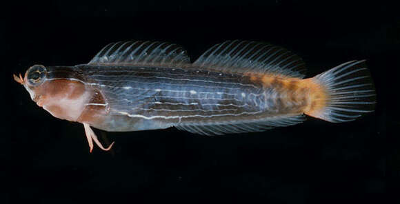 Image of Pictus Blenny