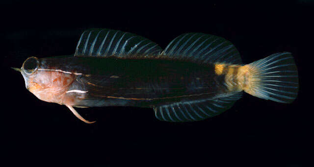 Image of Pictus Blenny