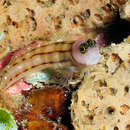 Image of Kurt&#39;s coralblenny