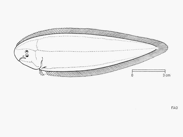 Image of Redspotted tonguefish