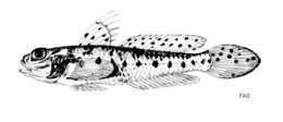 Image of Lesueurigobius