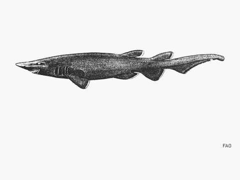 Image of Longnose Catshark